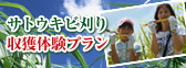 サトウキビ刈り体験