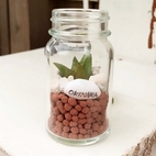 mini Gardening in the bottle