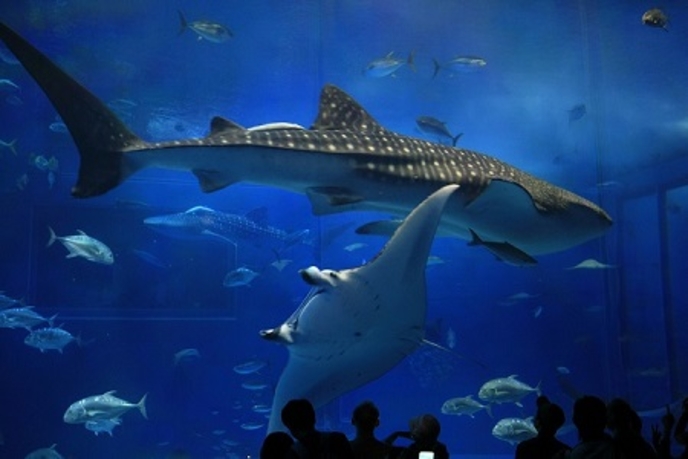 芸能・生活文化体験 ☆ドラゴンボール超☆セット券 (沖縄美ら海水族館+琉球村入園券+☆ドラゴンボール超イベント:琉宮城蝶々園☆)