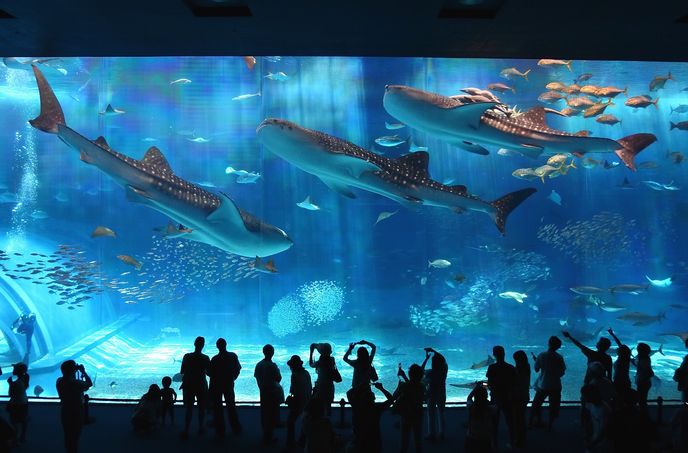 最大61％オフ！ 美ら海水族館チケット 沖縄 大人 2枚セット 事前に御用意を